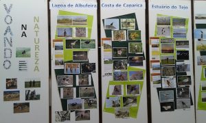 BirdWatch_1